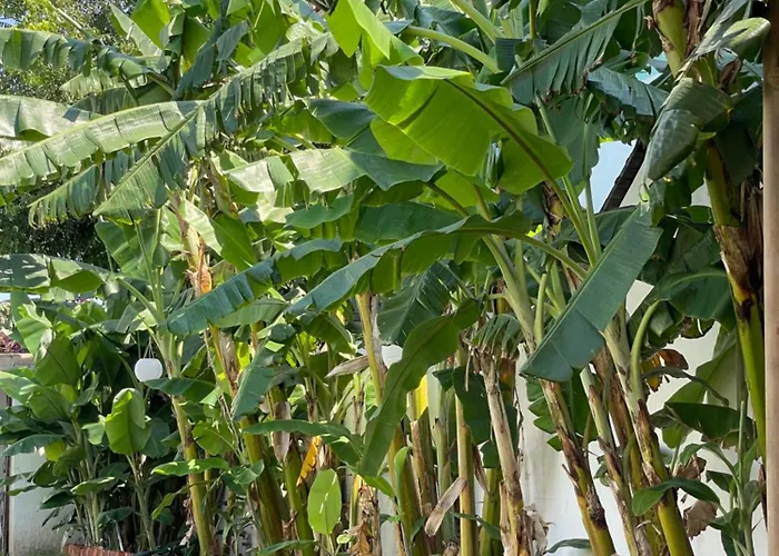 Atalay Αλικαρνασσός